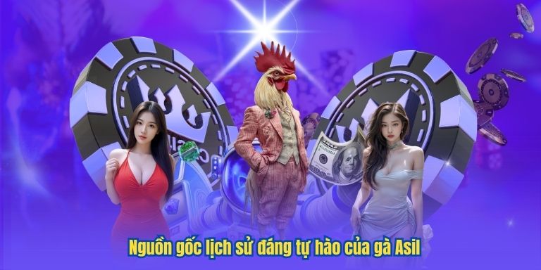 Nguồn gốc lịch sử đáng tự hào của gà Asil